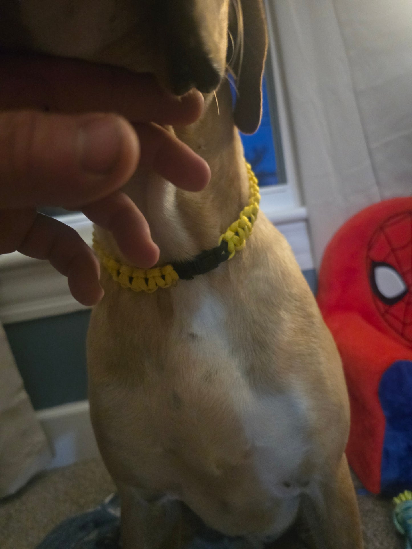 Bonebound collar