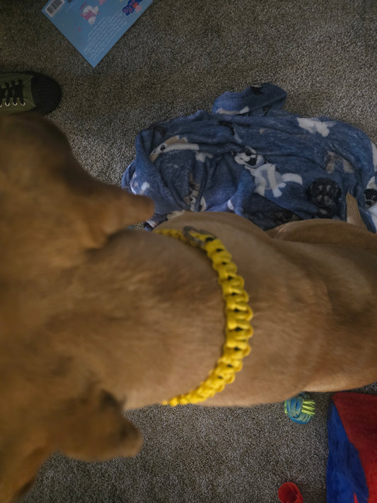 Bonebound collar