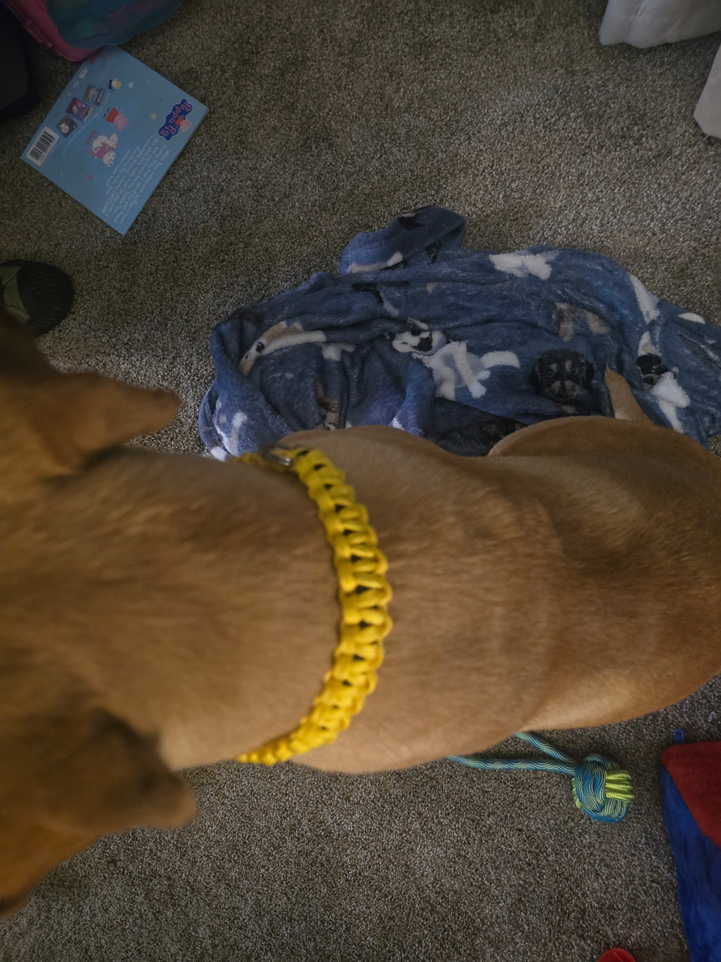 Bonebound collar